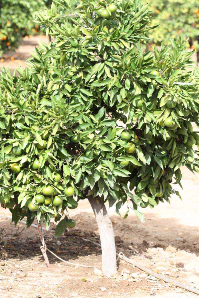            Habit (Riverside, CA)   